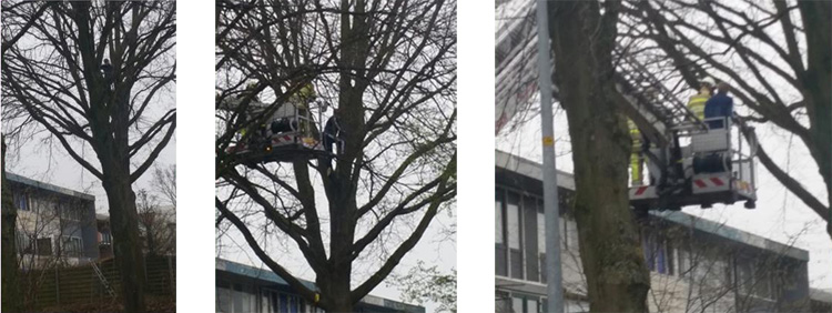 Jongen vast in hoge boom vanwege vastgeraakte drone in Lelystad