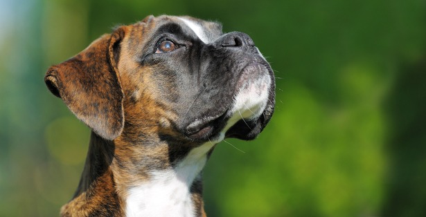 boxer-hond