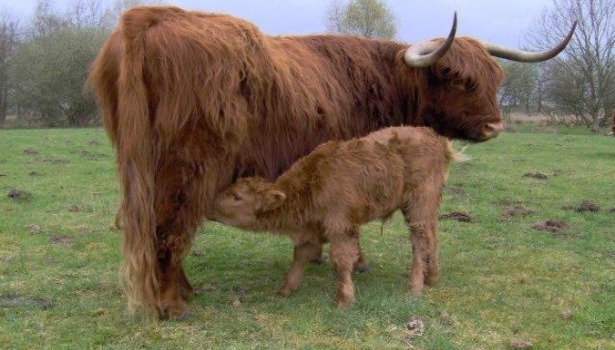 groenlinks-schotse-hooglanders-lage-bergse-bos